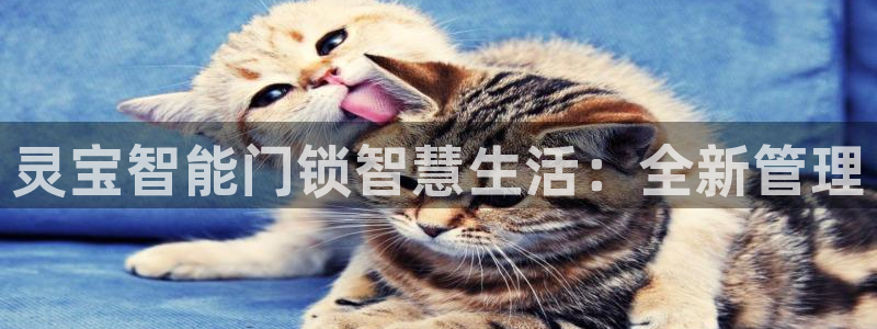 金年会平台：灵宝智能门锁智慧生活：全新管理